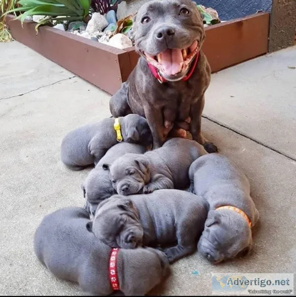 Pitbull puppies for adoption