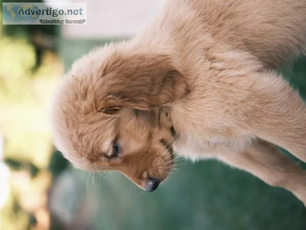 Golden retriever puppies