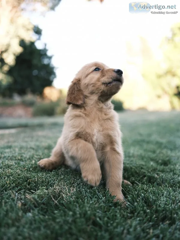 Golden retriever puppies