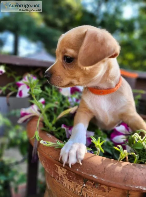 2 male chihuahua puppies available