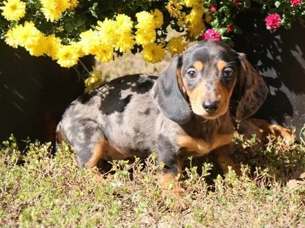 Healthy dachshund puppies