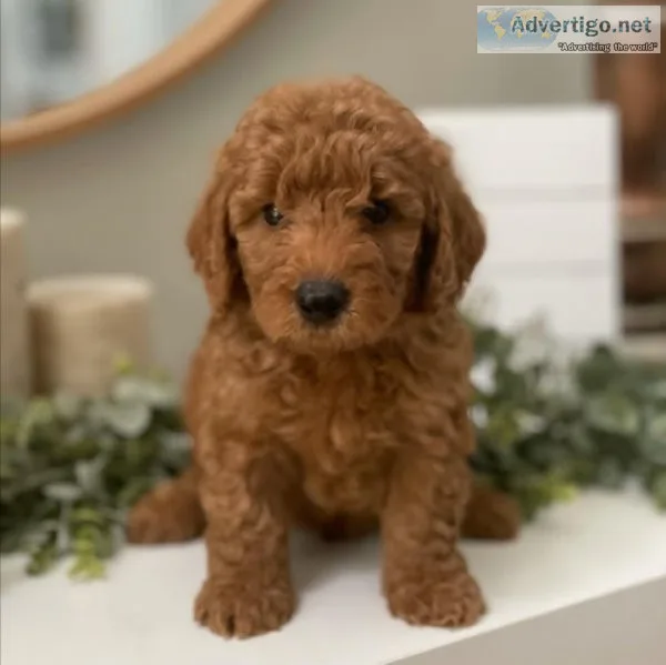 Golden Doodle Puppies for sale