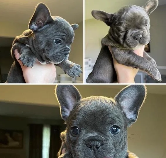 French bulldog pupps