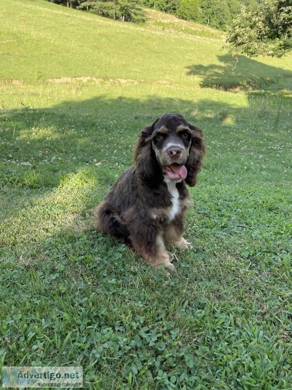 AKC reg American Cocker Spaniel