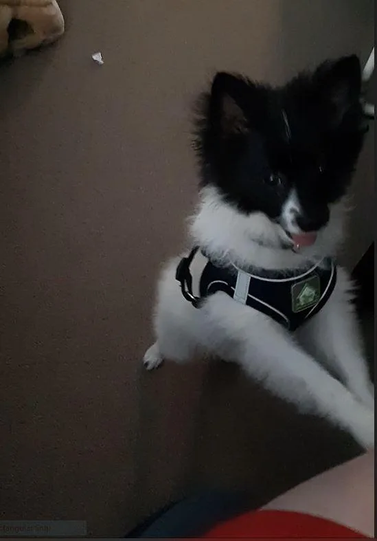 Pomeranian Puppy for sale