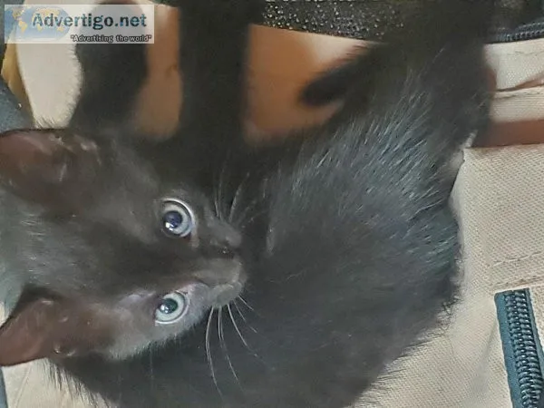 Free Kittens