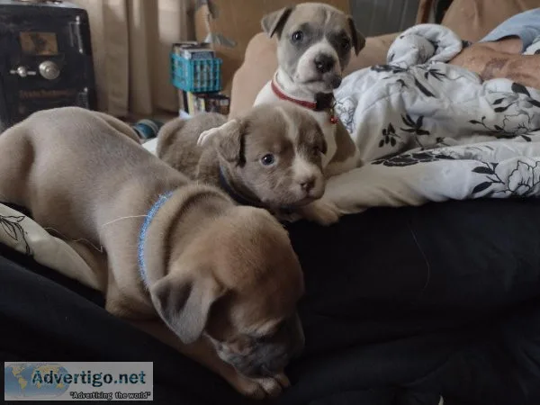 Pitbull puppies