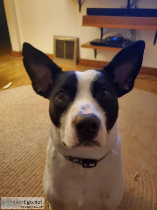 Available for all kind of pets