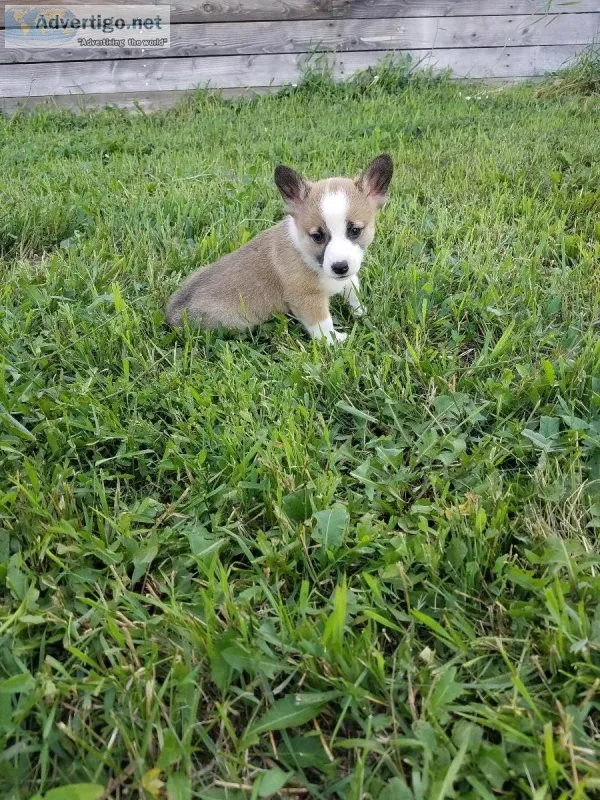 Corgi