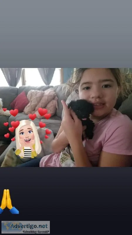 Toy Poodles
