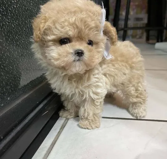 Toy poodle puppy for adoption