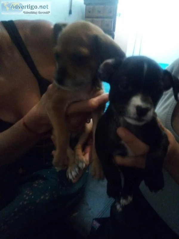 Adorable Chihuahua  puppies