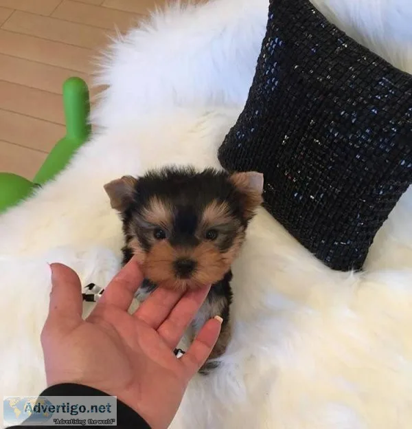 Beautiful Teacup Yorkshire Puppies Available