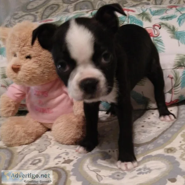 Pure Bred Boston Terrier Puppies