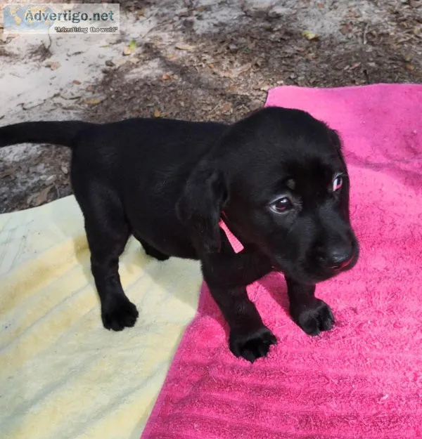 Labrador Retriever female puppies