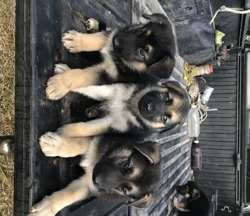 German Shepard puppies