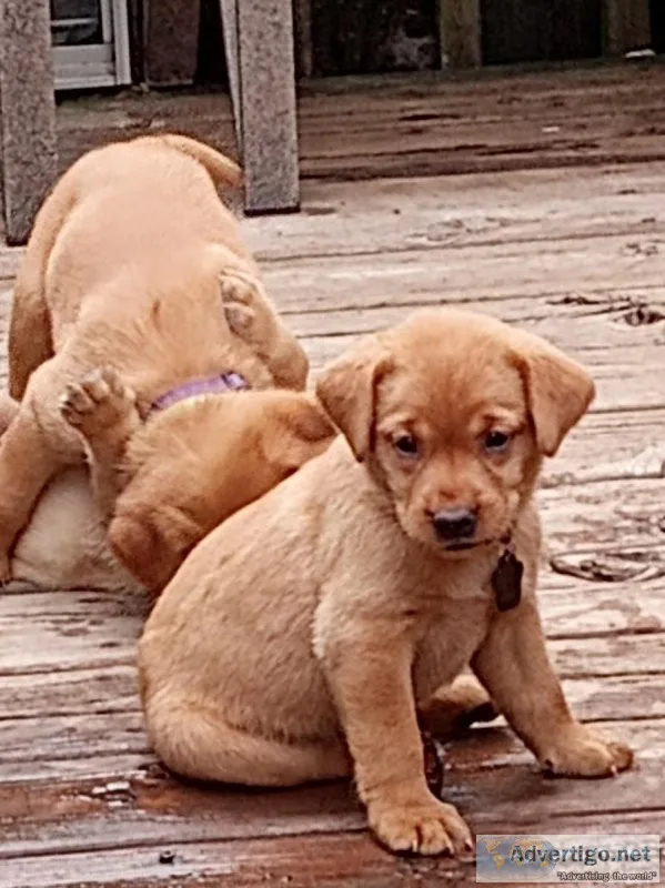 Fox red AKC registered ABeautiful