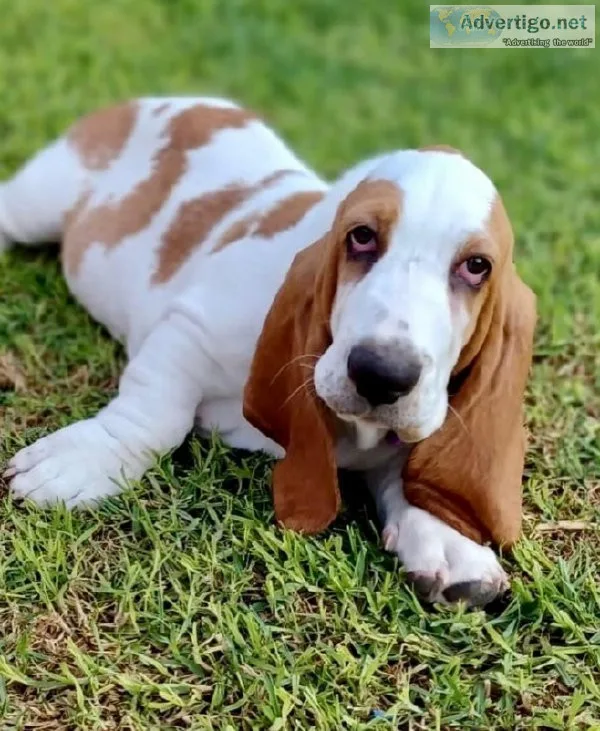 Hound dog available for adoption