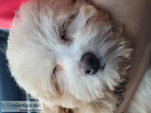 Toy poodle