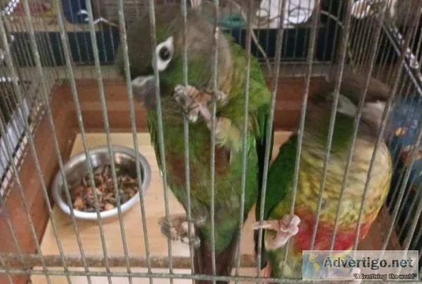 Young green cheek conures