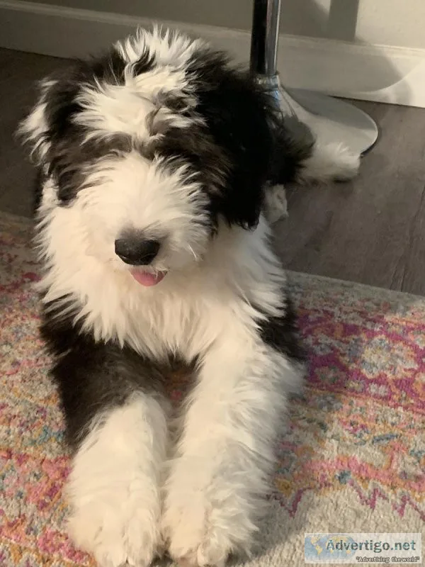 Old English Sheep dog puppies