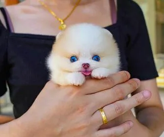 12 weeks old male maltese puppy