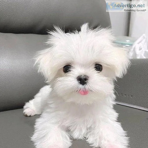 Beautiful Maltese Puppies READY TO GO