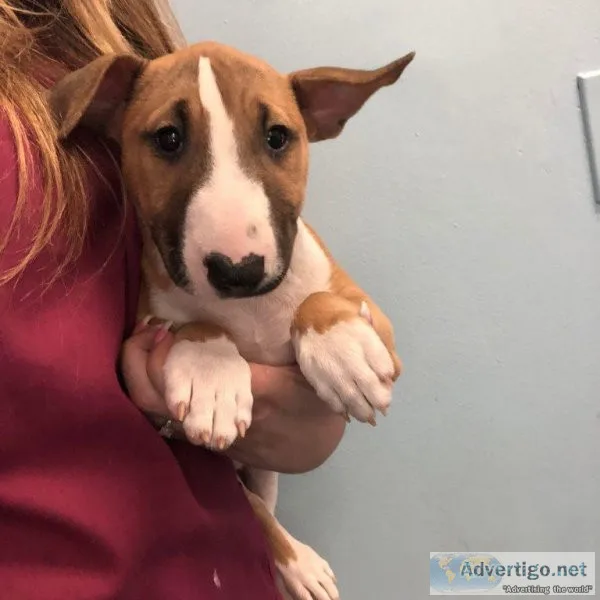 Available Bull Terriers