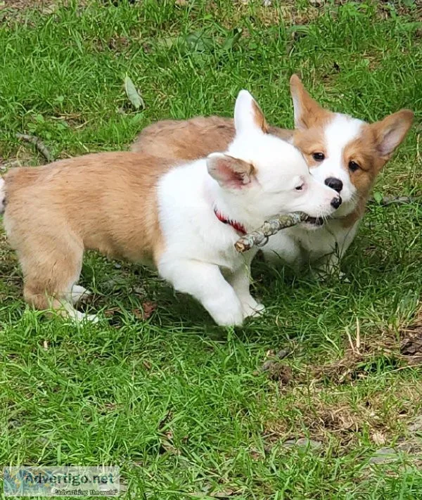 PEMBROKE WELSH CORGI
