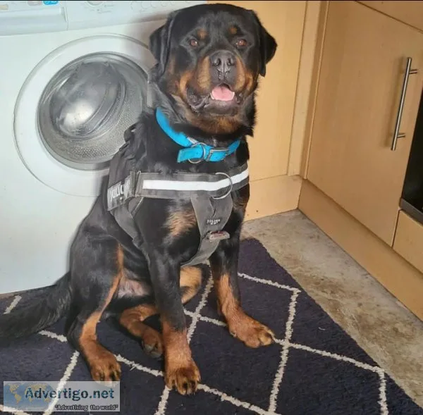 Full grown Rottweiler for sale at a low price