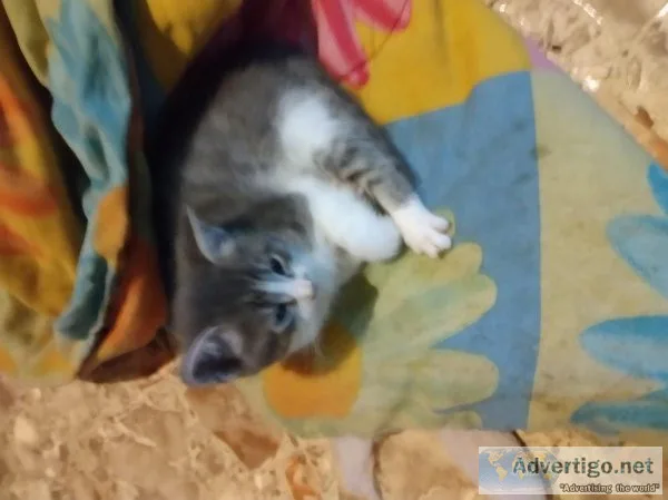 Free calico 8 week old kittens