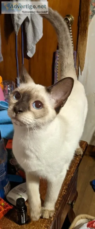 Siamese Kitten