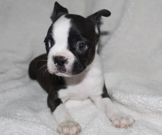 2 beautiful Boston Terrier puppies looking for their forever hom