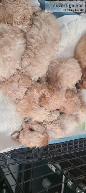 Rehoming 6 maltipoos