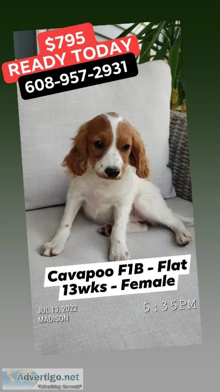 Adorable Cavapoo Flat (Cavalier King Charles Spaniel and Poodle)