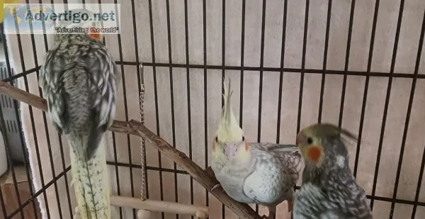 Cockatiels