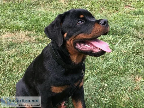 Male Rottweiler Puppy