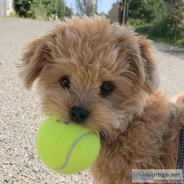 Beautiful Poodle Puppies READY TO GO