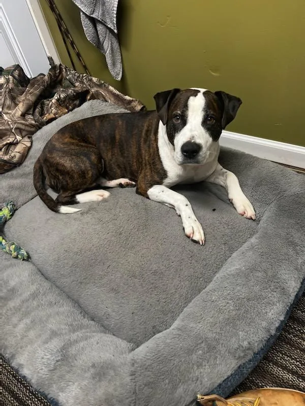 Age 8 full blooded pit bull
