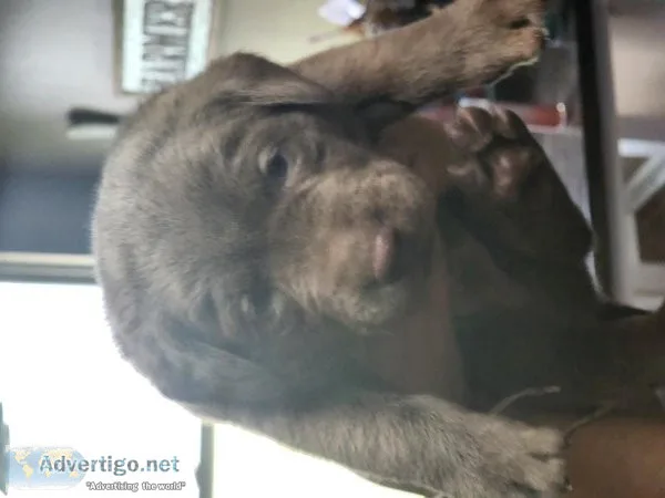 Akc Silver labs