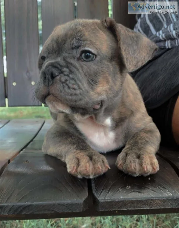 French Bulldog pups