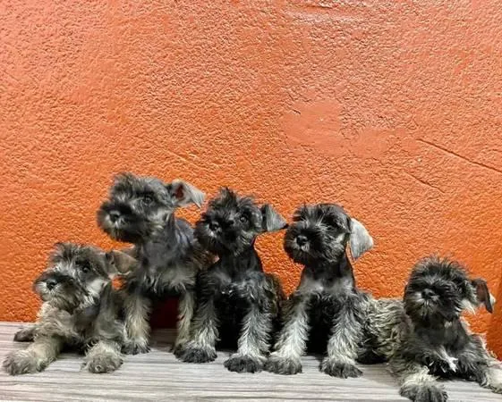 Rehoming Miniature Schnauzer Puppies