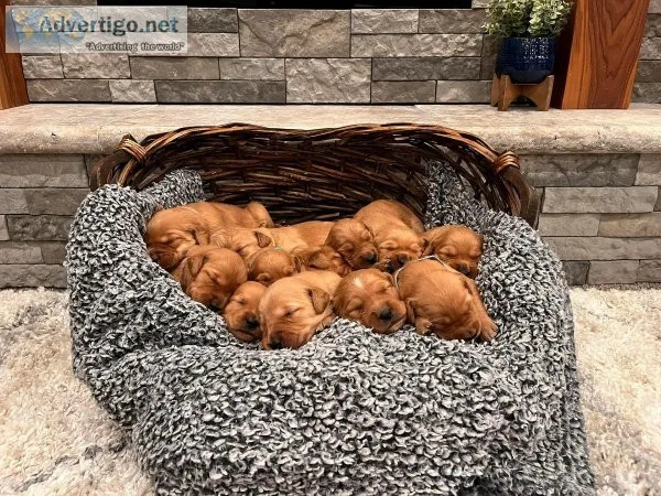 Registered Golden Retriever Puppies