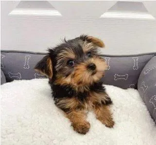 Yorkie puppies available