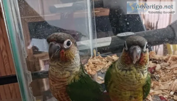Young green cheek conures