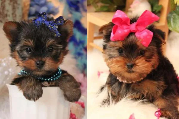 Rehoming - Yorkie Puppies
