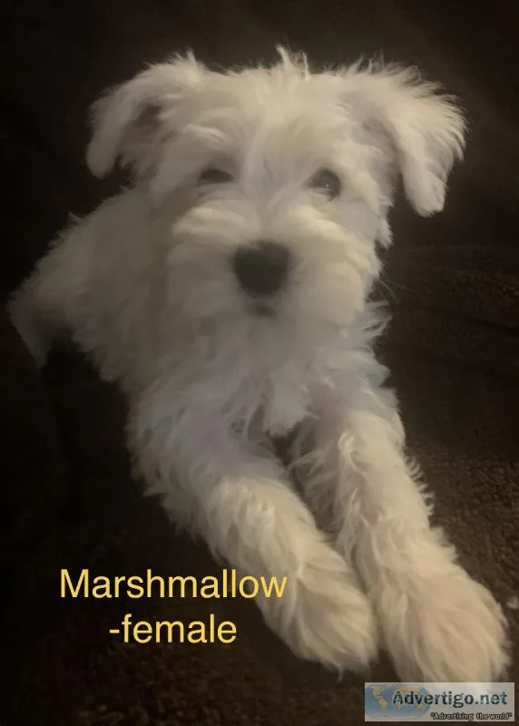 Mini schnauzer