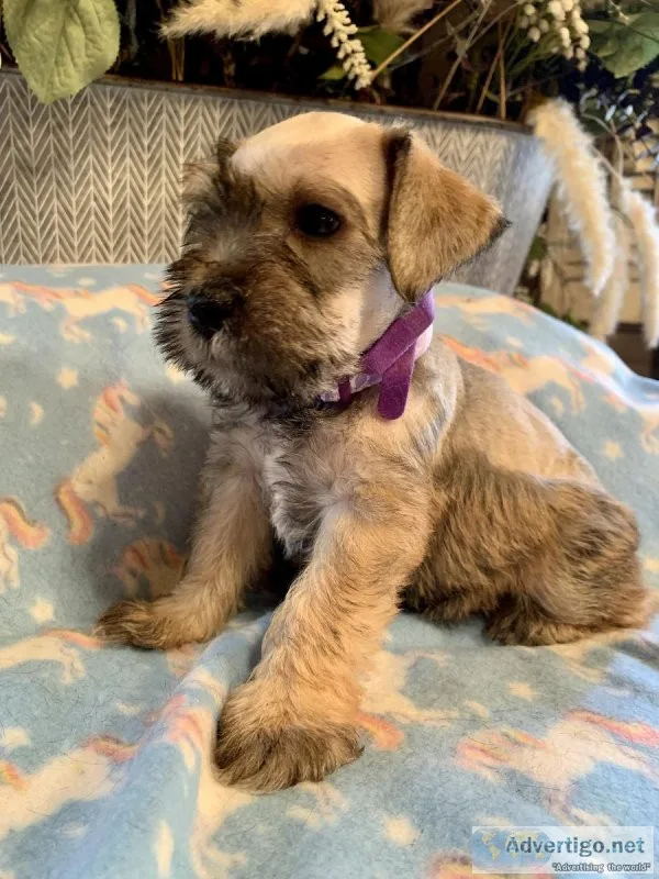 Miniature Schnauzers