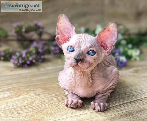 SPHYNX KITTENS