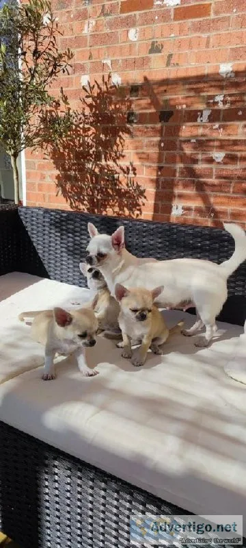 12 weeks kc registered chihuahua tree boys
